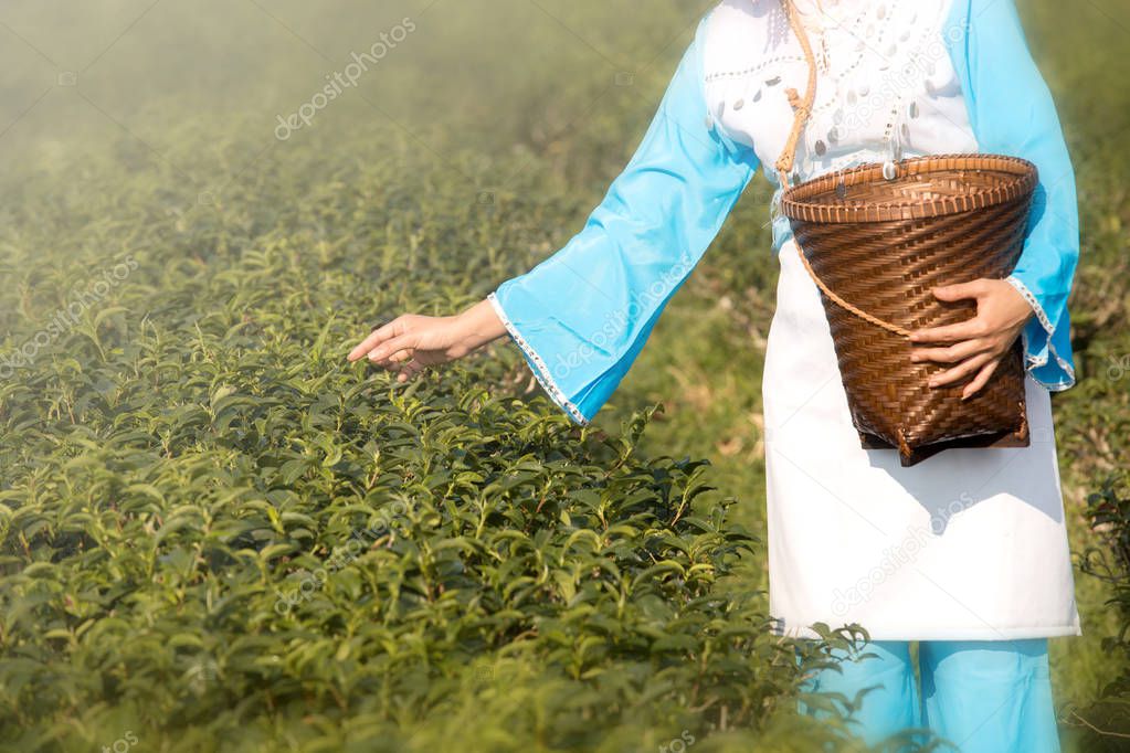 Yunnan chinese woman working in green tea farmland, in traditional blue custume with basket