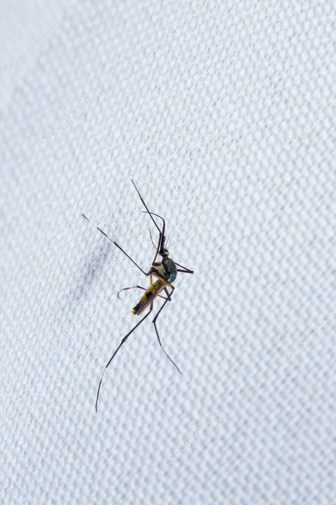 Mosquito on white cloth, closeup
