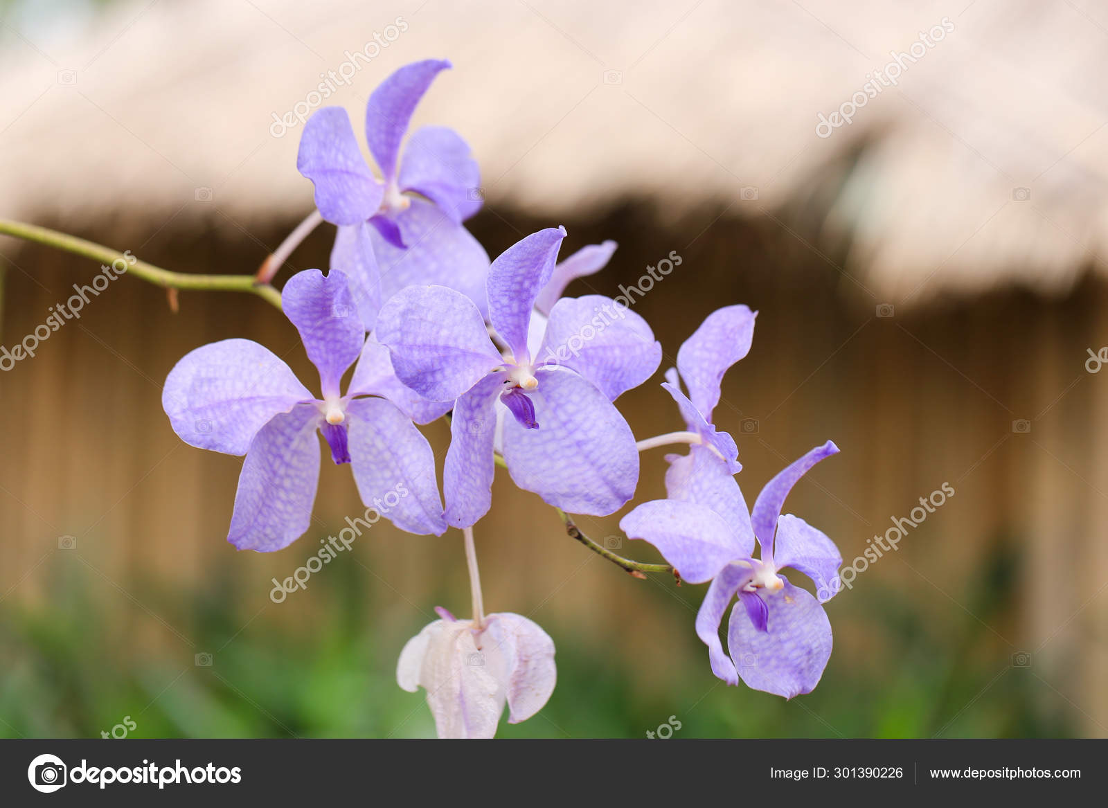 Orchidée Violette Dans Nature Orchidées Pétales image libre de droit par  lynn.ku56@gmail.com © #301390226
