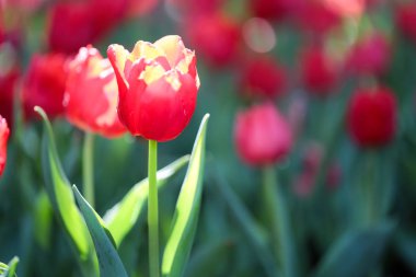 Renkli ve güzel yeşil yapraklı taze laleler. 