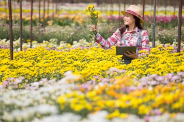 Kasımpatı tarlasında çalışan Taylandlı kadın çiftçi. Çiçek çiftliğinde kadın tarım işçisi.