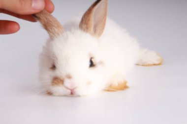 Beyaz arka planda bebek sevimli tavşan. Genç sevimli tavşan iş başında. Kabarık saçlı sevimli bir evcil hayvan. Paskalya sembol kutlama olarak tavşan var. 