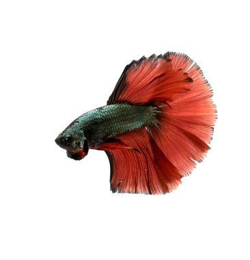 Beyaz arka planda savaşan Siyam Balığı. Renkli küçük su hayvanı