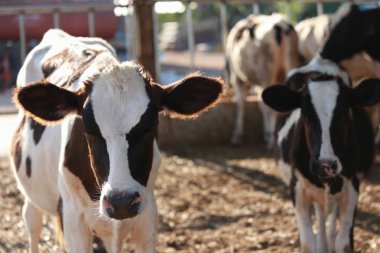 Ahırda ya da kırsal kesimde süt ineği yetiştiren bir sürü inek var. İnek, süt ürünleri endüstrisinde ot yiyor.