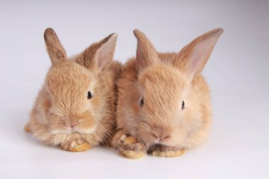 Beyaz arka planda bebekler sevimli tavşanlar. Genç sevimli bunnies eylem. Kabarık saçlı sevimli evcil hayvanlar. Paskalya güzel küçük tavşan