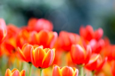 Renkli ve güzel yeşil yapraklı taze laleler. 