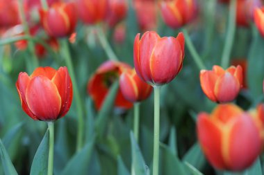 Renkli ve güzel yeşil yapraklı taze laleler. 