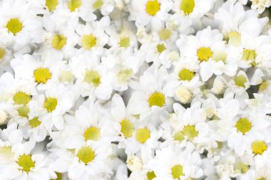 Beyaz küçük krizantem, yeşil sapları ile yumuşak ve temiz yaprakları. Güzel çiçeklenme flora bahçe