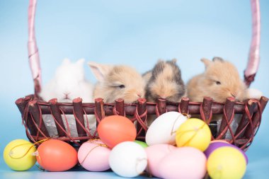 Renkli Paskalya yumurtaları olan yeni doğmuş tavşanlar.