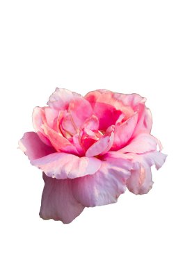 Beyaz arka planda izole edilmiş renkli yaz çiçeklerinin kapatılması 