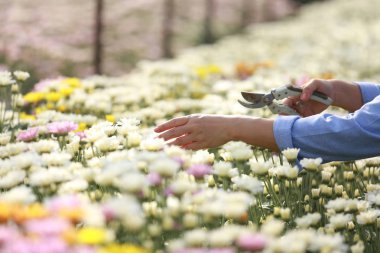 Çiçek çiftliğinde çalışan bir kadın. Kadın işçi ya da sahibi kasımpatıyı kesiyor.