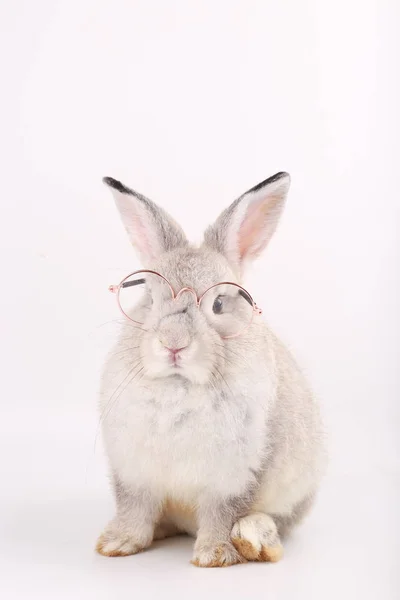 灰色兔子 有清晰的眼镜 白色背景的灰兔子宝宝 — 图库照片