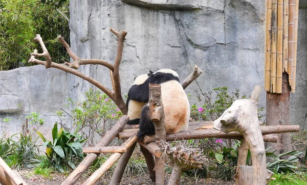 Dev Bir Panda Çin Nadir Bulunan Sevimli Bir Doğal Yaşam — Stok fotoğraf