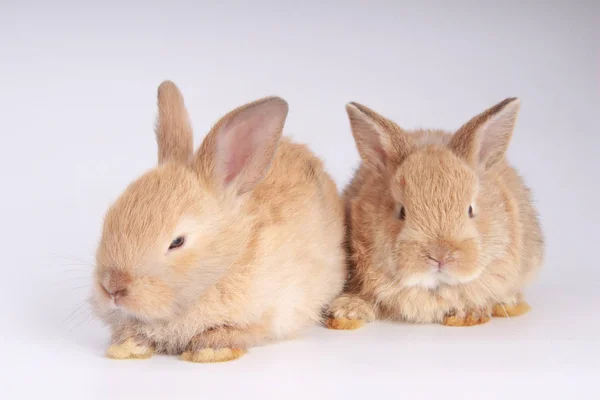 Bebês Adoráveis Coelhos Fundo Branco Jovens Coelhinhos Bonitos Ação Bonitos — Fotografia de Stock