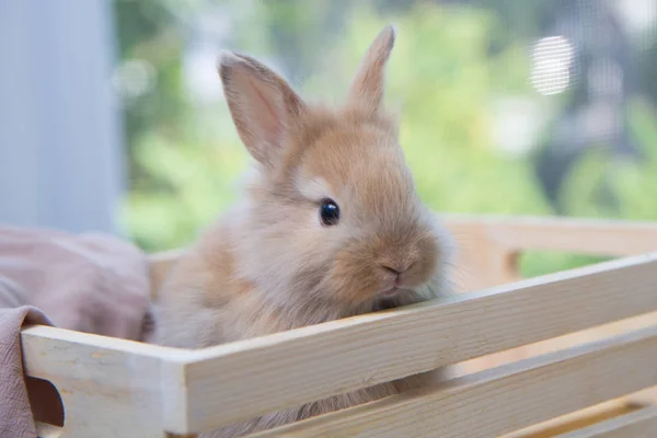 Hnědý Malý Králík Dřevěném Stole Roztomilý Mladý Králík Půvabné Akci — Stock fotografie