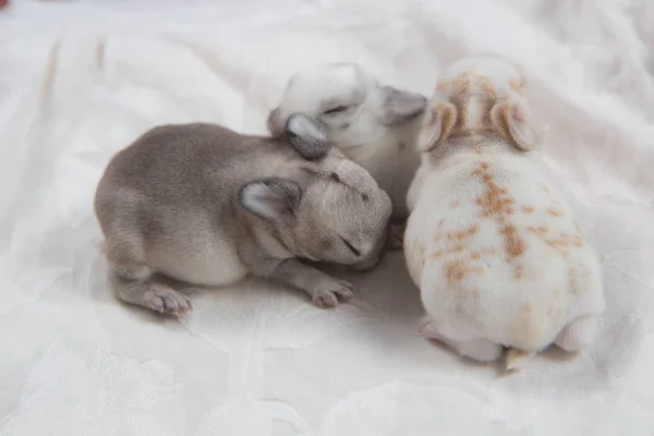 睡在毯子上的美丽兔子 可爱的新生兔子在打盹 年轻的可爱的兔子 — 图库照片