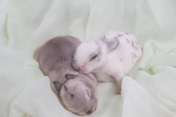 Schöne Hasen Die Auf Einer Decke Schlafen Entzückende Neugeborene Kaninchen — Stockfoto