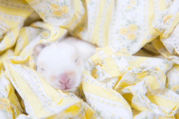 Lindo globo conejo bebé mensual manta bebé recién nacido