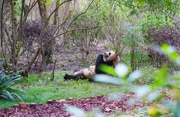 Dev Bir Panda Çin Nadir Bulunan Sevimli Bir Doğal Yaşam — Stok fotoğraf