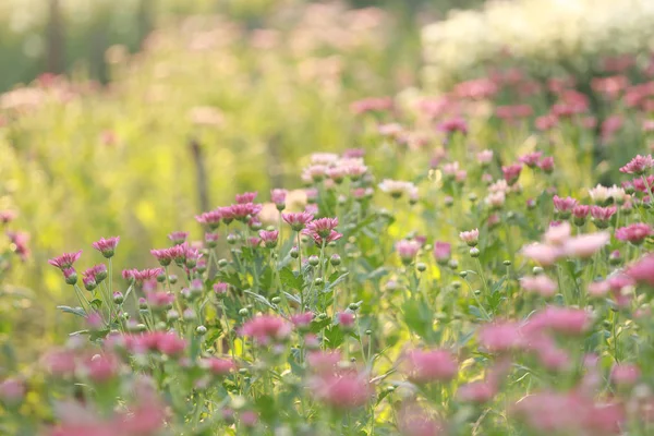 Flores Crisantemo Con Destellos Sol Bokeh Dulce Cálido Luz — Foto de Stock