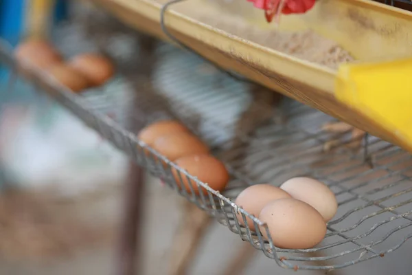 養鶏場は養鶏場で鶏の食べ物を食べる 鶏はケージの下のトレイに新鮮な卵を作ります — ストック写真