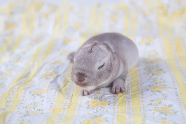 Bebé Hermoso Conejito Durmiendo Manta Adorable Conejo Recién Nacido Tomando — Foto de Stock