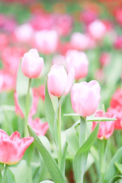 Цветные Тюльпаны Поле Летние Цветы Зелеными Листьями Размытые Цветы Качестве — стоковое фото