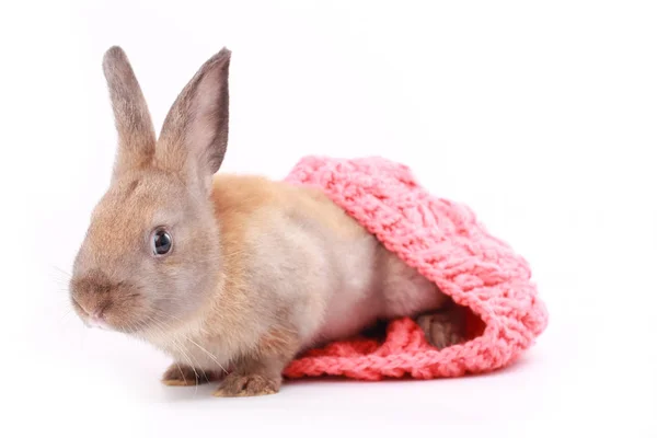 Conejo Joven Bebé Marrón Rosa Cálido Sombrero Invierno Hilo Sobre — Foto de Stock