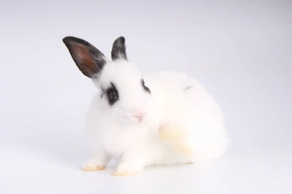 Bebé Conejo Adorable Sobre Fondo Blanco Joven Conejito Lindo Acción —  Fotos de Stock