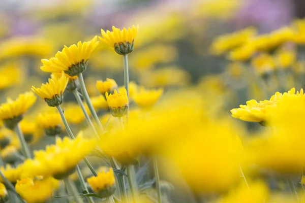 田里的黄菊花 美丽的黄花 — 图库照片