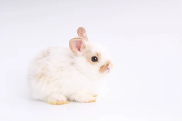 Bebis Bedårande Kanin Vit Bakgrund Ung Söt Kanin Aktion Härligt — Stockfoto