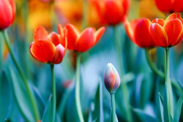 Colorful Beautiful Fresh Tulips Green Leaves Park — Stock Photo, Image