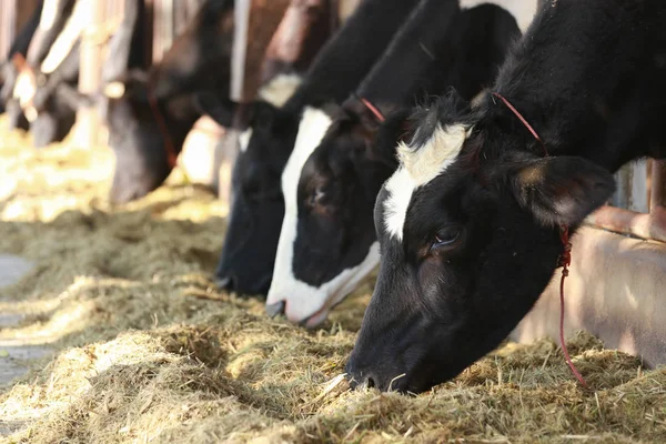 Beaucoup Vaches Dans Élevage Porcheries Vaches Laitières Campagne Vache Mange — Photo