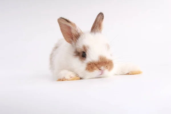 Baby Adorable Rabbit White Background Young Cute Bunny Action Lovely — Stock Photo, Image