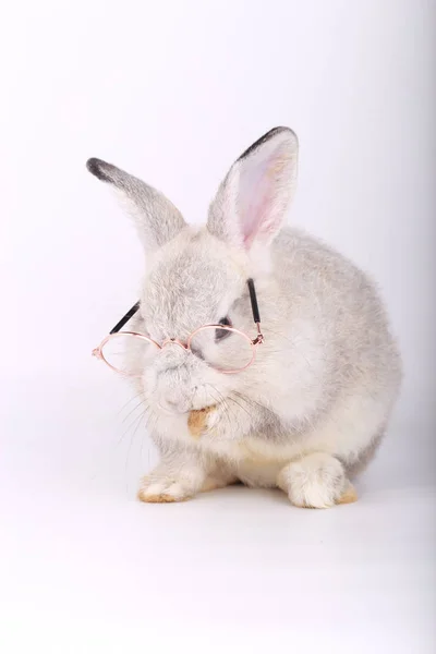 Coniglio Grigio Con Occhiali Chiari Baby Coniglietto Grigio Sfondo Bianco — Foto Stock