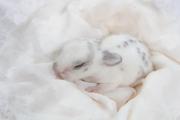 Bébé Beau Lapin Dormant Sur Couverture Adorable Lapin Nouveau Qui — Photo