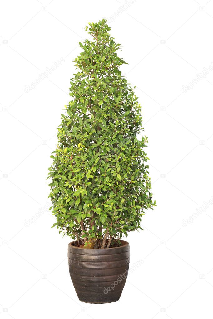 Banyan Tree, Ficus annulata, Moraceae in beautiful cutting and well shaping in ceramic dark brown potted on white background, isolated. Green fresh tropical tree for decorating in garden