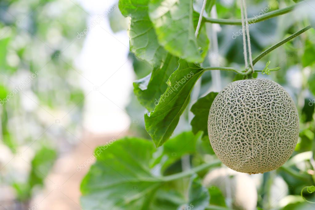 Fresh and well treat Japanese melon in farm. Green cantaloupe melon in greenhouse. Sweet famous Japanese fruit farming