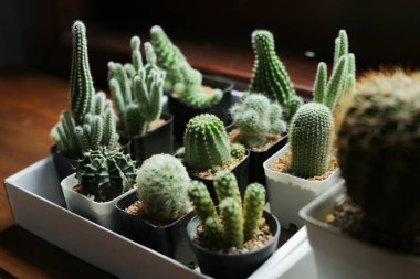 Birçok küçük saksı kaktüsü kutuların içinde, pencerenin yakınına yerleştirilmiş..