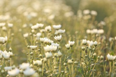 Kasımpatı çiçekleri güneş ışığı ve tatlı ılık bokeh ışığıyla