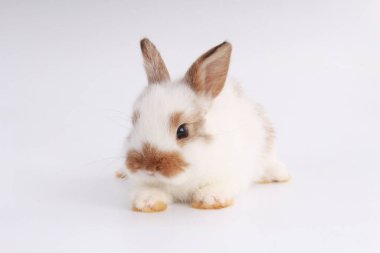 Beyaz arka planda bebek sevimli tavşan. Pek çok hareket ve renkte genç sevimli tavşan. Yumuşak saçlı sevimli bir hayvan. Paskalya 'da tavşan kutlaması var..