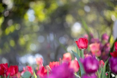 Renkli lale tarlası, arka planda bulanık çiçekli yeşil yapraklı yaz çiçekleri.