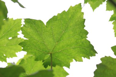 Taze çiğ ve yeşil üzüm yaprağı.