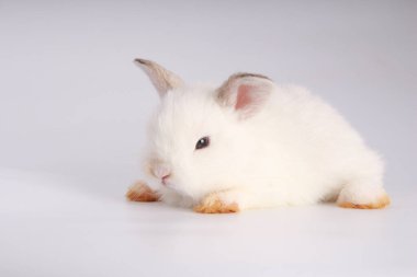 Beyaz arka planda bebek sevimli tavşan. Pek çok hareket ve renkte genç sevimli tavşan. Yumuşak saçlı sevimli bir hayvan. Paskalya 'da tavşan kutlaması var..