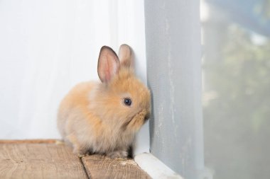 Tahta masadaki kahverengi şirin bebek tavşan. Sevimli, genç bir tavşancık. Ünlü küçük evcil hayvan.
