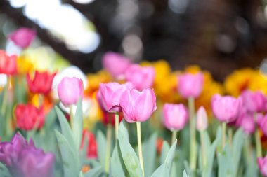 Renkli lale tarlası, arka planda bulanık çiçekli yeşil yapraklı yaz çiçekleri.