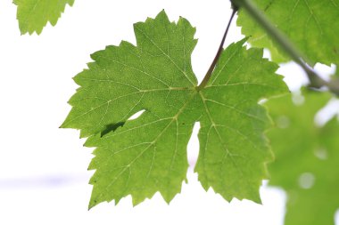 Taze çiğ ve yeşil üzüm yaprağı.