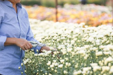 Çiçek çiftliğinde çalışan bir kadın. Kadın işçi ya da sahibi kasımpatıyı kesiyor.