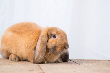 Tahta masadaki kahverengi şirin bebek tavşan. Sevimli, genç bir tavşancık. Ünlü küçük evcil hayvan.