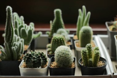 Birçok küçük saksı kaktüsü kutuların içinde, pencerenin yakınına yerleştirilmiş..
